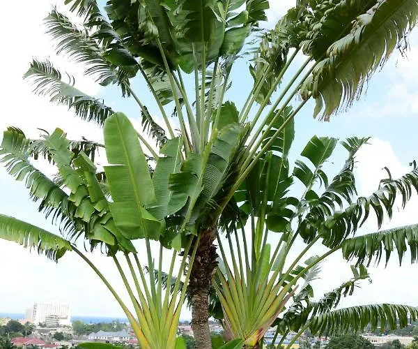 Apartment River Side 9 @ Mystic Ridge. Ocho Rios